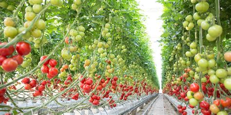 topraksız sera domates yetiştiriciliği